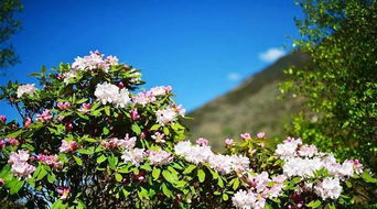 芘芭树什么时候开花,野生芘芭树