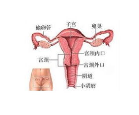 八字偏阴女性命运如何？阴虚女性有哪些具体表现？