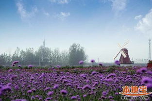 洛阳薰衣草庄园：一个让钱包哭泣的奇幻之旅