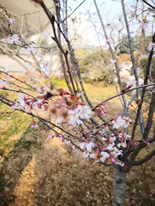 桃李花开·一树奇葩结子成