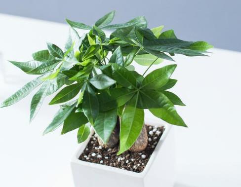 吉祥草：金钱纳福