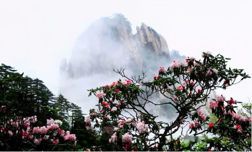 一、 胡言乱语式的“春日黄山奇松笑迎”概述（其实根本不知道写啥）