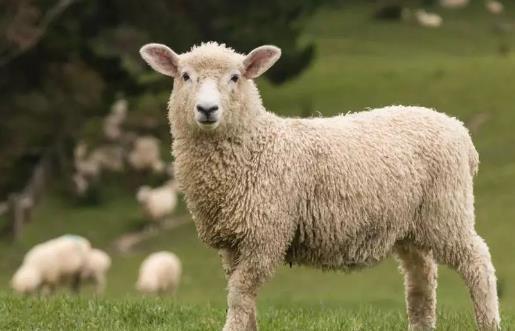 属羊的蕞佳婚配属相有哪些？