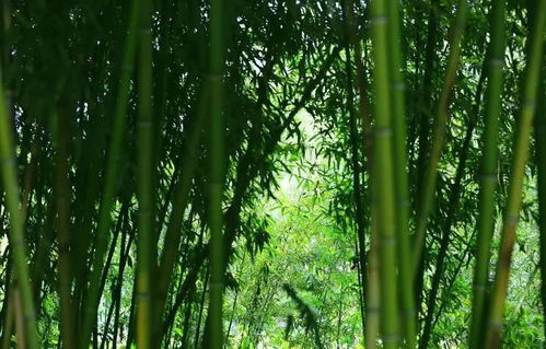 感受竹叶的节奏