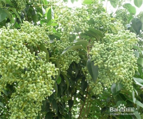 女贞球风水好不好,女贞树风水有什么含义