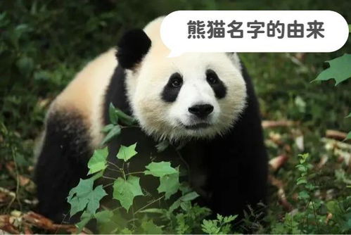 有哪些有趣的名字可以给熊猫取呢？熊猫名字大全里都有哪些好名字？