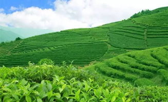 潮州茶叶基地,潮州老茶园风水好吗