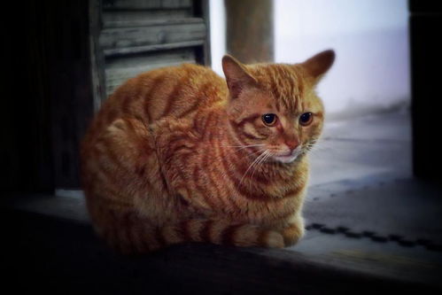 家里风水是否适宜，导致哪些人不宜养猫？