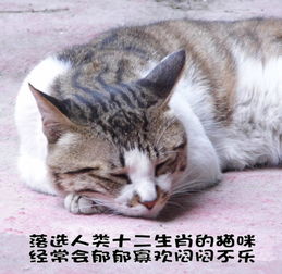 为什么在十二生肖中，自古以来就没有猫的身影呢？