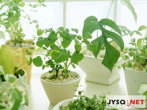 风水植物什么招财,风水植物Zui旺的方位