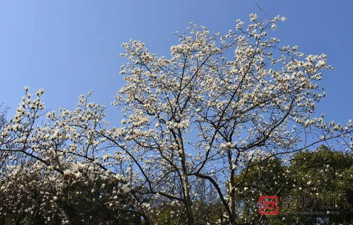到底去哪里找这些花？地址是什么来着？