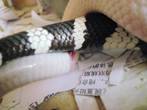 画蛇添足