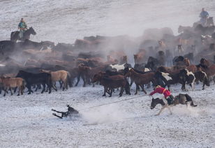蒙古族风情，草原文化魅力，一网打尽！