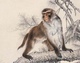 2026年属猴的人92年和68年分别适合什么颜色？