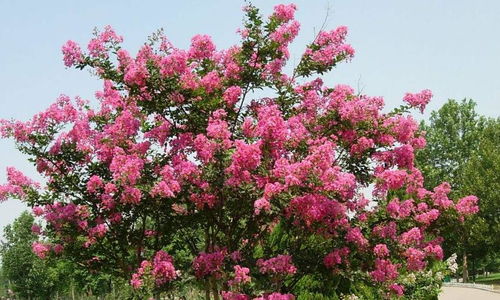 家里种植紫薇树有哪些风水禁忌需要注意？