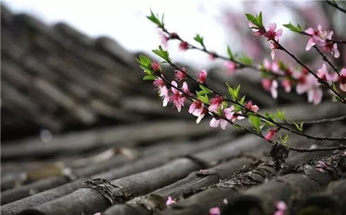 李居明风水讲解桃花,李居明32招改桃花运