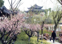 曾园与赵园：花开的诗意空间范围碎片化散文版