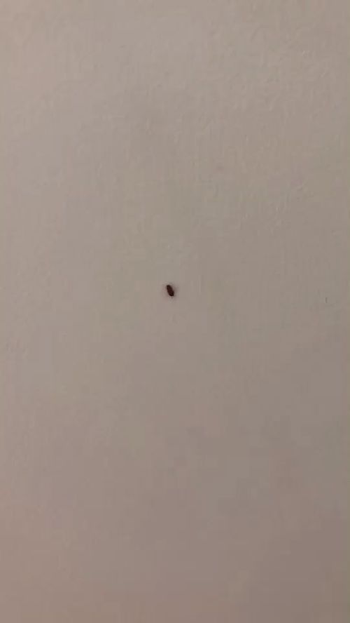 屋里长虫,屋里出现虫子怎么办