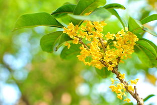 庭院西边适合种什么,庭院西边适合种什么