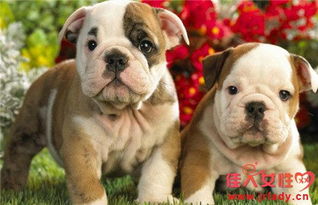 属狗男与属牛女婚配是否相克，谁会对谁产生不利影响？