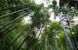 莫干山：竹子看多了会吐