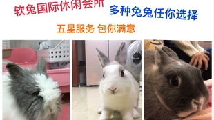 属兔的朋友：胆小如鼠的惊恐时刻