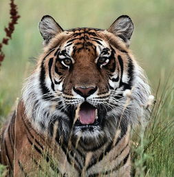 周公解梦中梦见小老虎究竟预示着什么吉凶？