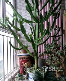 家庭放什么植物,龙骨柱植物风水作用