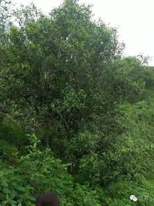 广州哪座山适宜种植茶树？
