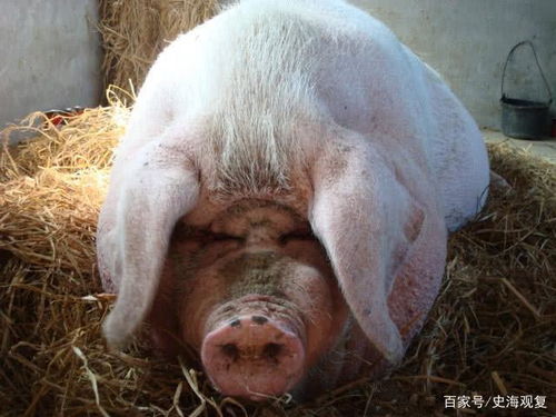 王姓猪宝宝取名有什么好听的推荐吗？