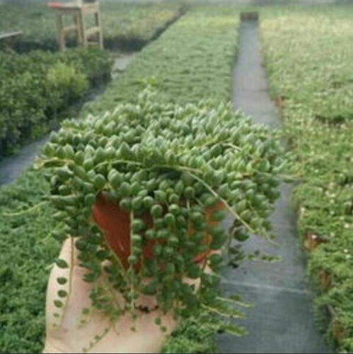 吊兰风水摆放六大禁忌切莫犯,珍珠吊兰风水禁忌