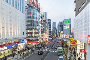 第二天：涩谷十字路口和新宿御苑的慢时光