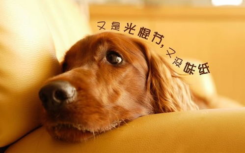 虐狗套餐：情侣必入！