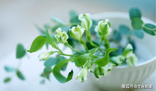 财神喜欢什么风水植物,财神喜欢什么风水植物
