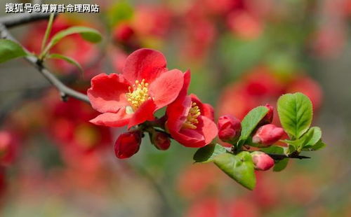 八字断桃花口诀,八字斩桃花