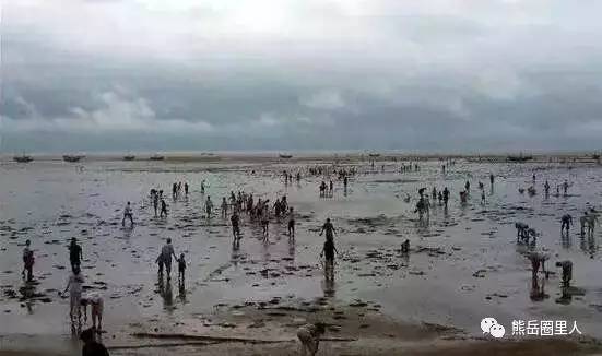 五、赶海体验：探寻海洋的秘密