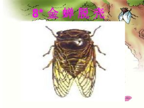 哪个生肖会金蝉脱壳，这是什么意思？