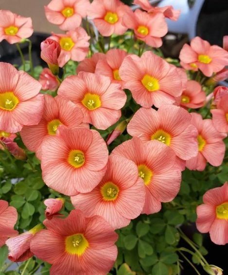 家里养什么颜色的花吉利,风水养什么颜色花Zui好
