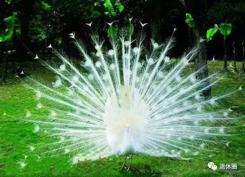 孔雀开屏的那些事儿