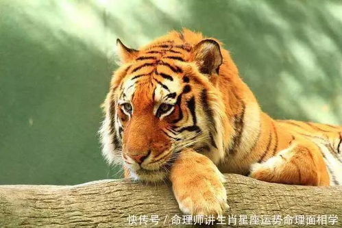 属虎人哪几个月财运最旺？福虎旺财图片寓意是什么？