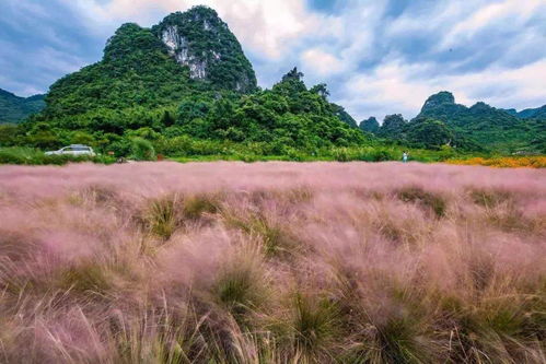 粉黛乱子草：秋天的浪漫