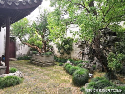 院里有柳树是吉是凶,院内种柳树风水