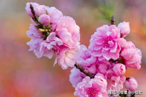双鱼座：桃花多得能开花店