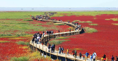 第二天：芦苇荡大冒险之绝地求生