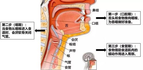 舌头：味觉的中心，健康的指示器