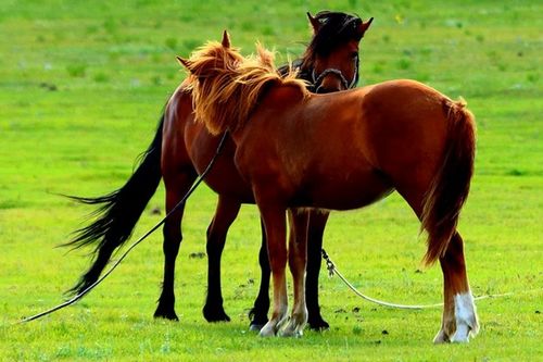 2026年属马运势中，2002年和2025年转运物件分别是什么？