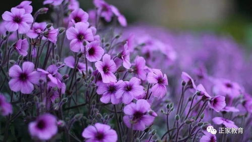 第三种， 花毛艮