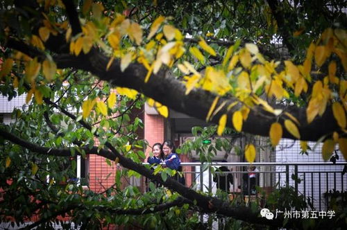 兔——宿舍楼后花园的柔软脚步