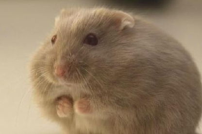 属鼠的人：橡子粉是你的劫数