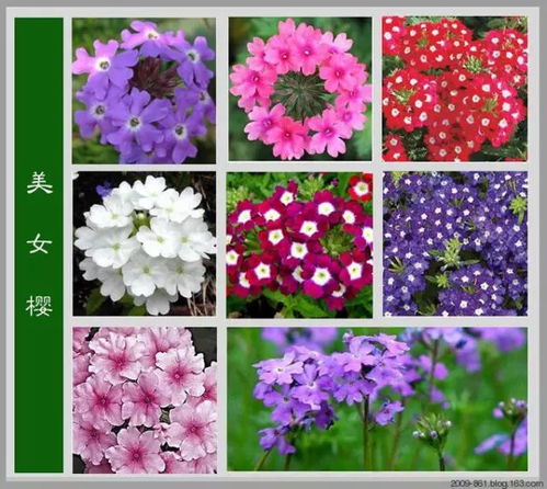 有哪些稀有好听的花名可依用来形容罕见的花朵？